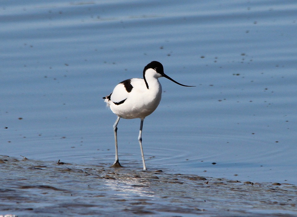 Avocet in Trapani