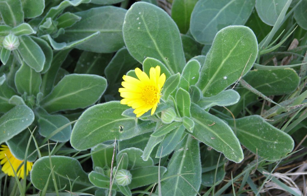 typical flower in Trapani